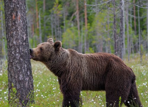 Bosnian Bear Watching Eco-Tour – A Night in the Wilderness