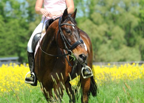 Goranci Hills Horseback Riding – A Mostar Countryside Escape